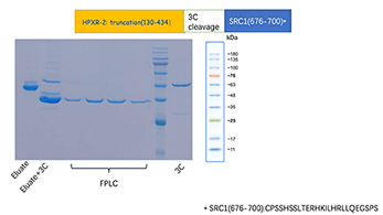 Pregnane X receptor